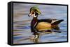 Wood Ducks (Aix Sponsa) Male in Pond-Larry Ditto-Framed Stretched Canvas