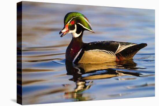 Wood Ducks (Aix Sponsa) Male in Pond-Larry Ditto-Stretched Canvas