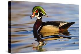 Wood Ducks (Aix Sponsa) Male in Pond-Larry Ditto-Stretched Canvas