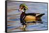 Wood Ducks (Aix Sponsa) Male in Pond-Larry Ditto-Framed Stretched Canvas