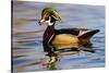 Wood Ducks (Aix Sponsa) Male in Pond-Larry Ditto-Stretched Canvas