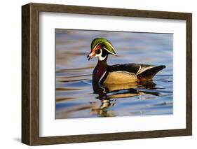 Wood Ducks (Aix Sponsa) Male in Pond-Larry Ditto-Framed Photographic Print