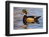 Wood Ducks (Aix Sponsa) Male in Pond-Larry Ditto-Framed Photographic Print