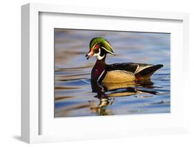 Wood Ducks (Aix Sponsa) Male in Pond-Larry Ditto-Framed Photographic Print