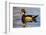 Wood Ducks (Aix Sponsa) Male in Pond-Larry Ditto-Framed Photographic Print