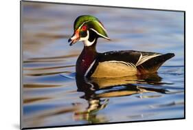 Wood Ducks (Aix Sponsa) Male in Pond-Larry Ditto-Mounted Photographic Print