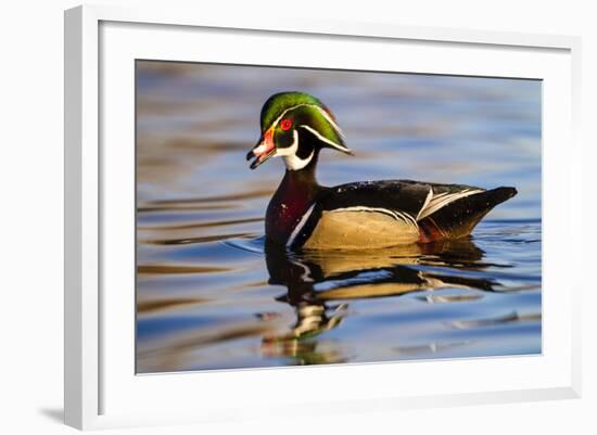 Wood Ducks (Aix Sponsa) Male in Pond-Larry Ditto-Framed Photographic Print