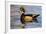 Wood Ducks (Aix Sponsa) Male in Pond-Larry Ditto-Framed Photographic Print