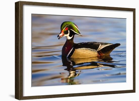 Wood Ducks (Aix Sponsa) Male in Pond-Larry Ditto-Framed Photographic Print