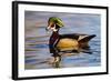 Wood Ducks (Aix Sponsa) Male in Pond-Larry Ditto-Framed Photographic Print