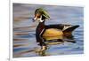 Wood Ducks (Aix Sponsa) Male in Pond-Larry Ditto-Framed Photographic Print