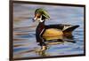 Wood Ducks (Aix Sponsa) Male in Pond-Larry Ditto-Framed Photographic Print