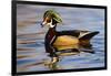 Wood Ducks (Aix Sponsa) Male in Pond-Larry Ditto-Framed Photographic Print