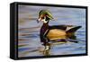 Wood Ducks (Aix Sponsa) Male in Pond-Larry Ditto-Framed Stretched Canvas