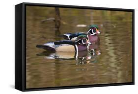 Wood Ducks, British Columbia, Canada-Art Wolfe-Framed Stretched Canvas