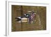 Wood Ducks, British Columbia, Canada-Art Wolfe-Framed Photographic Print