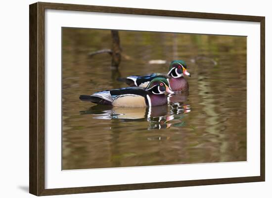 Wood Ducks, British Columbia, Canada-Art Wolfe-Framed Photographic Print