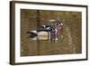 Wood Ducks, British Columbia, Canada-Art Wolfe-Framed Photographic Print