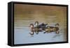 Wood Ducks, Divergent Directions, Lake Murray. San Diego, California-Michael Qualls-Framed Stretched Canvas