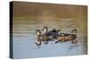 Wood Ducks, Divergent Directions, Lake Murray. San Diego, California-Michael Qualls-Stretched Canvas