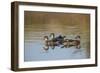 Wood Ducks, Divergent Directions, Lake Murray. San Diego, California-Michael Qualls-Framed Photographic Print