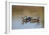 Wood Ducks, Divergent Directions, Lake Murray. San Diego, California-Michael Qualls-Framed Photographic Print