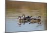 Wood Ducks, Divergent Directions, Lake Murray. San Diego, California-Michael Qualls-Mounted Photographic Print