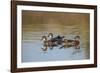 Wood Ducks, Divergent Directions, Lake Murray. San Diego, California-Michael Qualls-Framed Photographic Print