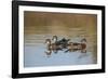 Wood Ducks, Divergent Directions, Lake Murray. San Diego, California-Michael Qualls-Framed Photographic Print