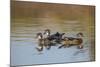 Wood Ducks, Divergent Directions, Lake Murray. San Diego, California-Michael Qualls-Mounted Photographic Print