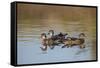 Wood Ducks, Divergent Directions, Lake Murray. San Diego, California-Michael Qualls-Framed Stretched Canvas