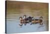 Wood Ducks, Divergent Directions, Lake Murray. San Diego, California-Michael Qualls-Stretched Canvas