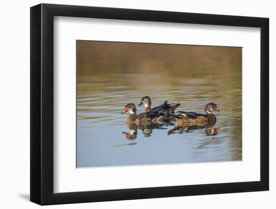 Wood Ducks, Divergent Directions, Lake Murray. San Diego, California-Michael Qualls-Framed Photographic Print