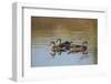 Wood Ducks, Divergent Directions, Lake Murray. San Diego, California-Michael Qualls-Framed Photographic Print
