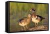 Wood Ducks Male and Female on Log in Wetland, Marion, Illinois, Usa-Richard ans Susan Day-Framed Stretched Canvas