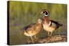 Wood Ducks Male and Female on Log in Wetland, Marion, Illinois, Usa-Richard ans Susan Day-Stretched Canvas