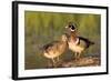 Wood Ducks Male and Female on Log in Wetland, Marion, Illinois, Usa-Richard ans Susan Day-Framed Photographic Print