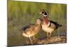 Wood Ducks Male and Female on Log in Wetland, Marion, Illinois, Usa-Richard ans Susan Day-Mounted Photographic Print