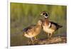 Wood Ducks Male and Female on Log in Wetland, Marion, Illinois, Usa-Richard ans Susan Day-Framed Photographic Print