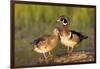 Wood Ducks Male and Female on Log in Wetland, Marion, Illinois, Usa-Richard ans Susan Day-Framed Photographic Print