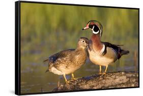 Wood Ducks Male and Female on Log in Wetland, Marion, Illinois, Usa-Richard ans Susan Day-Framed Stretched Canvas