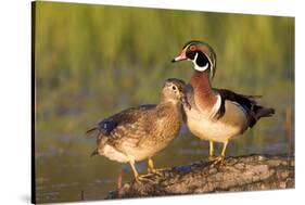 Wood Ducks Male and Female on Log in Wetland, Marion, Illinois, Usa-Richard ans Susan Day-Stretched Canvas