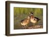 Wood Ducks Male and Female on Log in Wetland, Marion, Illinois, Usa-Richard ans Susan Day-Framed Photographic Print