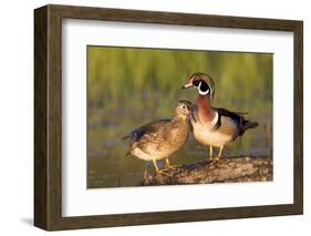 Wood Ducks Male and Female on Log in Wetland, Marion, Illinois, Usa-Richard ans Susan Day-Framed Photographic Print