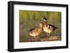 Wood Ducks Male and Female on Log in Wetland, Marion, Illinois, Usa-Richard ans Susan Day-Framed Photographic Print