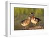 Wood Ducks Male and Female on Log in Wetland, Marion, Illinois, Usa-Richard ans Susan Day-Framed Photographic Print