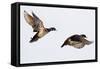 Wood Ducks Two Males in Flight in Wetland, Marion, Illinois, Usa-Richard ans Susan Day-Framed Stretched Canvas