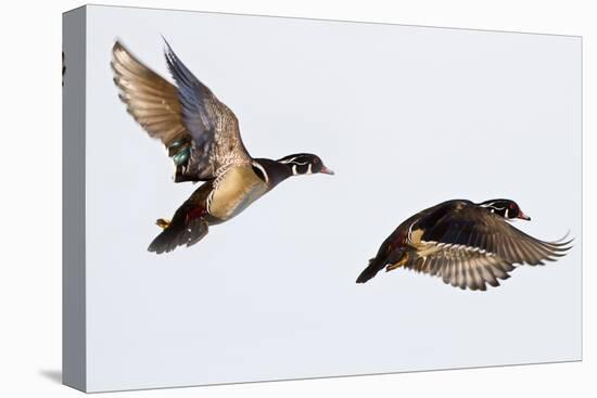 Wood Ducks Two Males in Flight in Wetland, Marion, Illinois, Usa-Richard ans Susan Day-Stretched Canvas