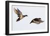 Wood Ducks Two Males in Flight in Wetland, Marion, Illinois, Usa-Richard ans Susan Day-Framed Photographic Print