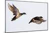 Wood Ducks Two Males in Flight in Wetland, Marion, Illinois, Usa-Richard ans Susan Day-Mounted Photographic Print